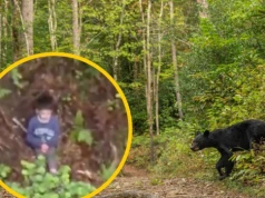 Przeżył trzy dni w lesie pełnym niedźwiedzi. Niewiarygodna historia 5-letniego Alexa