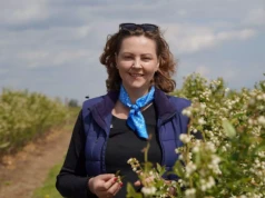Borówka po przymrozkach – są plantacje w dobrej kondycji, ale na wielu dziś brakuje liści