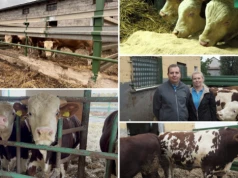 Po czterech latach od Innowacyjnego Farmera, Pleśnierowiczowie zbudowali własną markę wołowiny