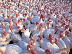 Ptasia grypa H5N1 pod Olsztynem. Służby apelują o ostrożność