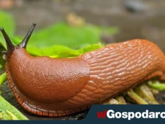 Żarłoczne ślimaki atakują uprawy