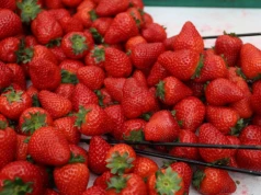 Jak rozpoznać polskie truskawki? Te 4 cechy zdradzają owoce z importu