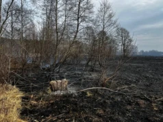 Nawet 30 tys. zł kary za wypalanie traw. Chwila nieuwagi może doprowadzić do tragedii