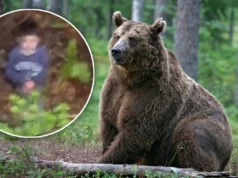 Zaginął w lesie pełnym niedźwiedzi. Cała Rumunia drżała o 5-latka