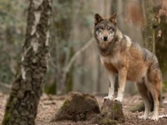 "Prosimy mieszkańców". Gmina wydała ostrzeżenie. Chodzi o wilki