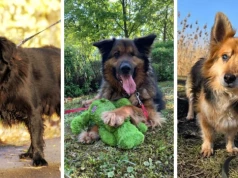 Dziewięciu „superbohaterów” ze schroniska w Koninie czeka na adopcję