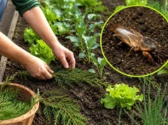 Rozłóż w ogrodzie te gałązki. 95% turkuciów ucieka po ich zastosowaniu