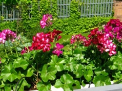 Pelargonie uwielbiają ten domowy nawóz. Stosuję go całą wiosnę