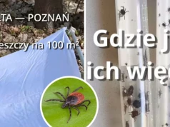 Sprawdził, gdzie jest więcej kleszczy. Przerażające, ile ich wyłapał w mieście