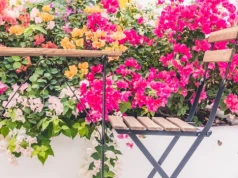 Balkon jak piekarnik? Te rośliny dopiero wtedy pokazują pełnię możliwości