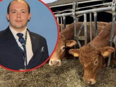 Zioła w paszy dały nieoczekiwany efekt. Buhaje przybierały nawet 250 g więcej dziennie