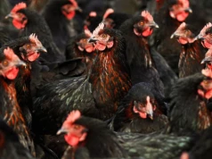 Chiński drób zaleje Europę? Polska ma się czego bać