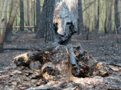 Gdy płonie las, wszyscy nagle kochają przyrodę