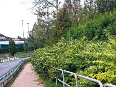 Temat rdestowca wraca jak boomerang: inwazyjna roślina nadal problemem w Bielsku-Białej