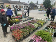 Rozmaitości na na kiermaszu roślinnym