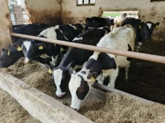 2500 ha pól i 700 krów. Bez własnych pasz koszty byłyby ogromne