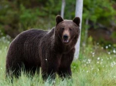 Bułgaria. Niedźwiedź zabił człowieka. Po raz pierwszy od 16 lat