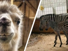 Prawdziwe „baby boom” w opolskim zoo. Jest kolejny pasiasty mieszkaniec ogrodu
