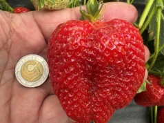 Ceny truskawek wciąż trzymają poziom. Zyskają na tym właściciele tuneli