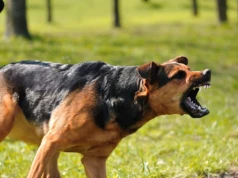 Dziecko pogryzione przez psa w parku w Olsztynie