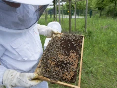 Doradca prezydenta RP: 30 tys. ton miodu może wpłynąć z Mercosuru i zagrozić polskim pszczelarzom