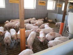 Sezon grillowy wystartował, a ceny świń dalej spadają. Co się dzieje?