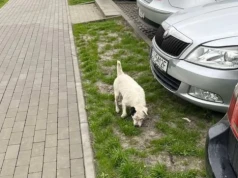 Biały piesek widziany na ul. Olgi Boznańskiej w Jaworznie