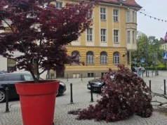 Wandale przewrócili donicę z drzewem w centrum Legnicy