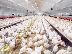 Chiński drób zaleje Europę. Czy czeka nas napływ toksycznej żywności? Co z polskimi producentami?