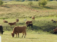 Olsztyn – 1 mln złotych zdopłat dla rolników, ponoszących szkody przez wilki i bobry