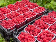 Maliny drogie, ale rynek nie odpuszcza. Pogoda i braki kadrowe mieszają w podaży