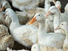 Grypa ptaków nie odpuszcza. 5 ognisk i blisko 150 tys. zwierząt do wybicia