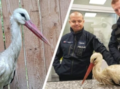 Psy zagrażały rannemu bocianowi. Mieszkańcy i policjanci ruszyli z pomocą