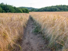 Susza uderza w uprawy. Prognozy plonów pszenicy w dół