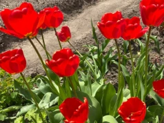 Wiele osób wykopuje takie tulipany, a to błąd. Wystarczy ten domowy nawóz, aby je uratować