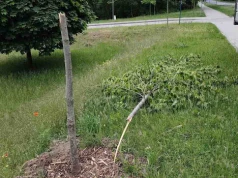 Zielona Góra. Brak słów, kolejny bezmyślny wandalizm (ZDJĘCIA)
