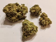 Snowtorious Krypton 25% – uznana genetyka w nowej odsłonie