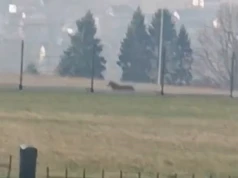 Wilk w Gilowicach. Władze gminne ostrzegają!