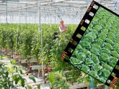 Vaxiplant SL w warzywach. Kiedy zabieg daje najwięcej?
