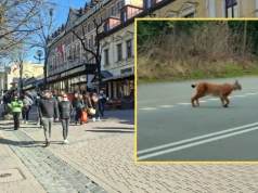 "Fenomenalne" nagranie z Zakopanego. "Cieszy oko, naprawdę"