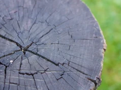 Nie wykopuj pnia po drzewie. Ten tani trik sprawia, że korzenie same puszczają