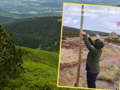 W Karkonoszach pojawiły się specjalne siatki. "Już inaczej się nie da"