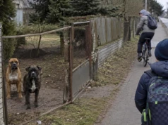 Agresywne psy na ulicy. Mieszkańcy boją się tam chodzić