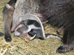 Najstarszy na świecie mrówkojad świętował 30. urodziny w warszawskim ZOO. Goście wręczali laurki