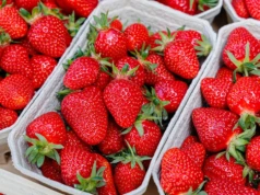 Polskie plantacje kuszą Ukraińców. Tyle płacą za zbiory truskawek