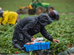 Tyle płacą za zbiory truskawek. Polskie plantacje kuszą Ukraińców