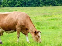 UE wstrzymuje import mięsa z Brazylii. Obawy m.in. o antybiotyki