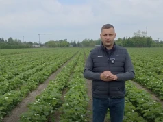Komunikat jagodowy: kluczowy moment ochrony truskawek przed szarą pleśnią