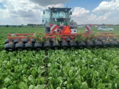 Burak cukrowy pod presją chwastów. Ile kosztuje mechaniczne odchwaszczanie plantacji?