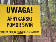 ASF powrócił. To pierwsze ognisko w 2026 r.